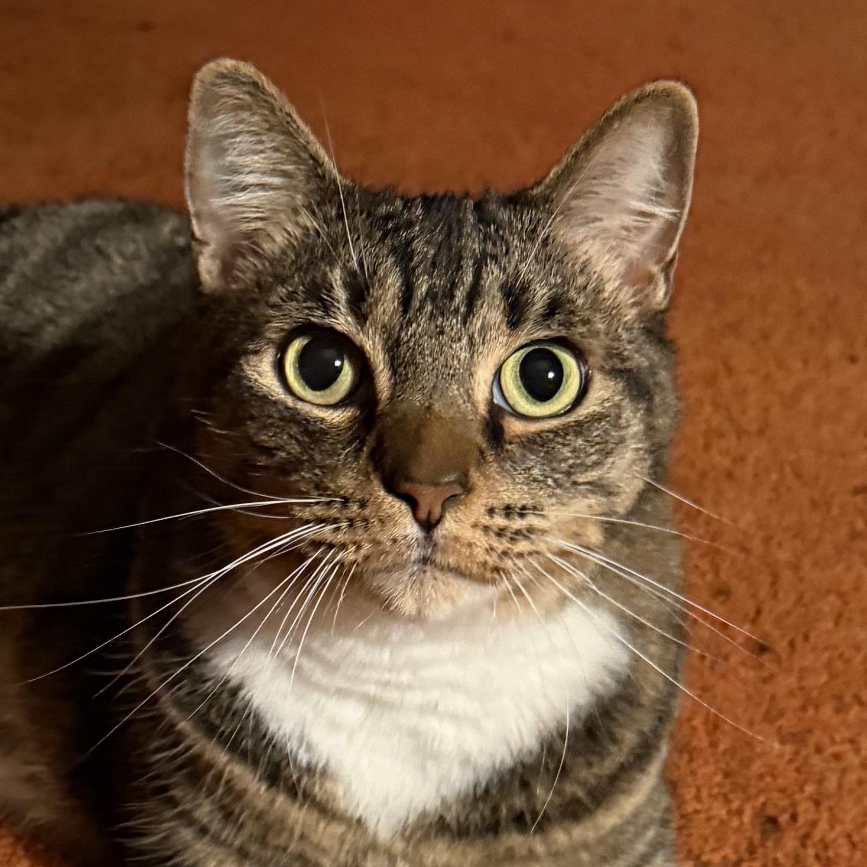 Enlarge Tiger Boots, an adopted Domestic Short Hair in San Diego, CA image 1/4