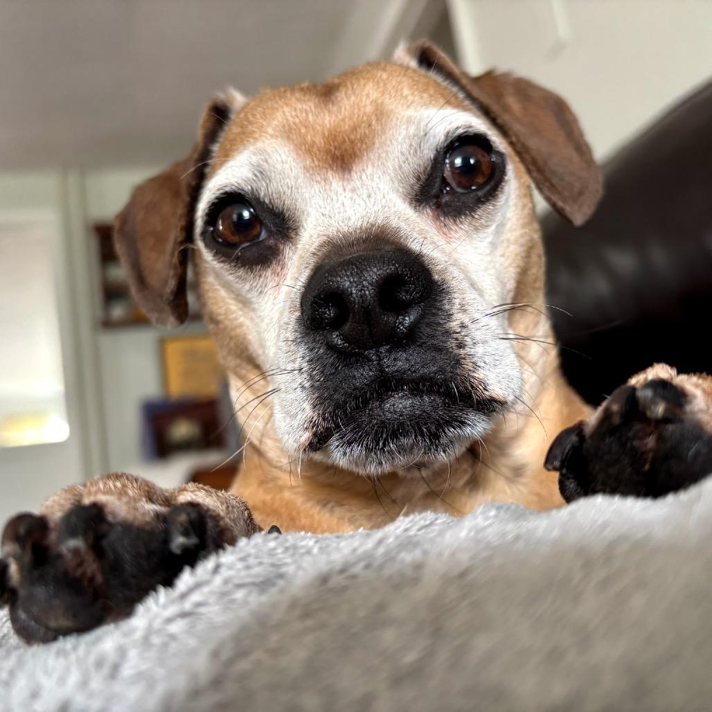 Enlarge Mookie, a Adoptable mixed breed in Saratoga Springs, NY image 1/6