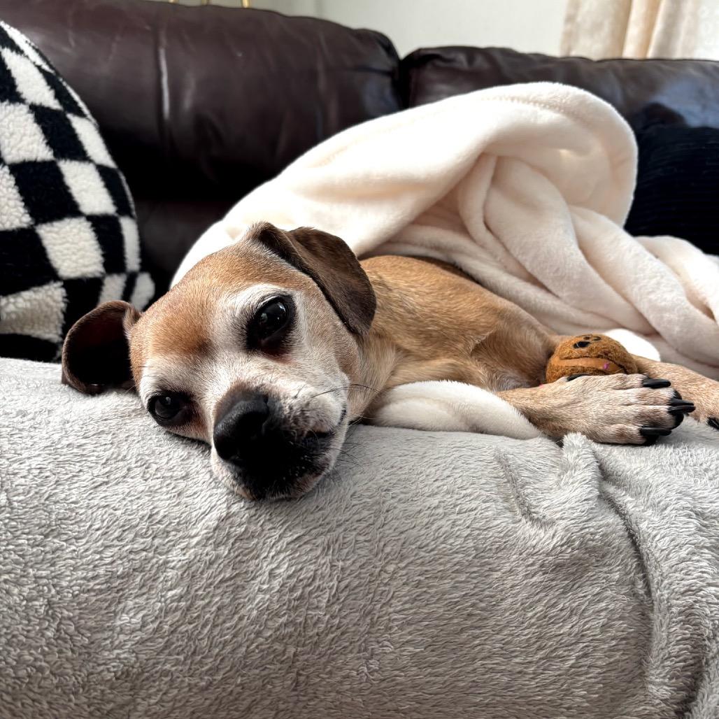 Enlarge Mookie, a Adoptable mixed breed in Saratoga Springs, NY image 2/6