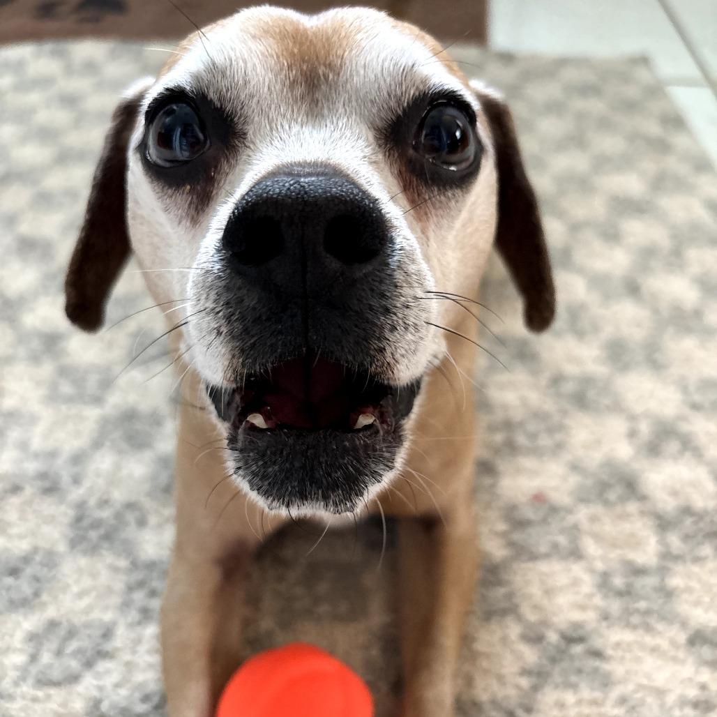 Enlarge Mookie, a Adoptable mixed breed in Saratoga Springs, NY image 3/6
