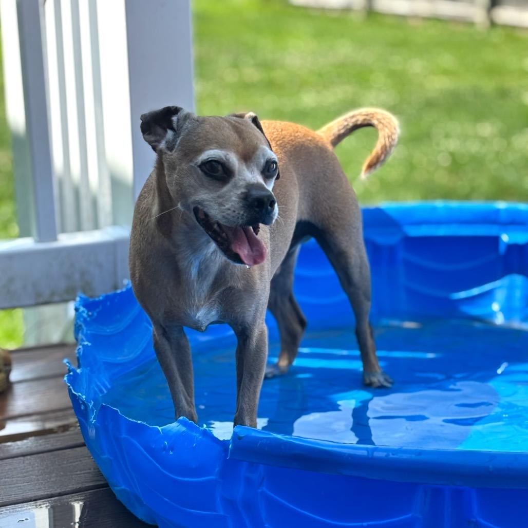Enlarge Mookie, a Adoptable mixed breed in Saratoga Springs, NY image 3/6