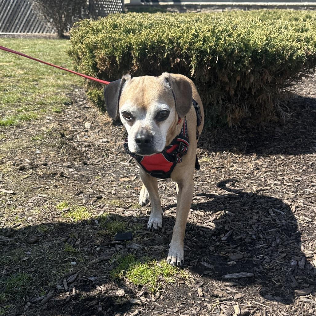 Enlarge Mookie, a Adoptable mixed breed in Saratoga Springs, NY image 4/6