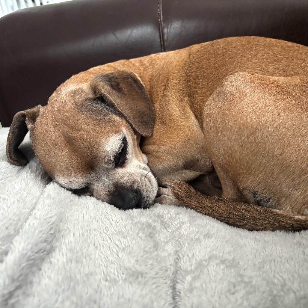 Enlarge Mookie, a Adoptable mixed breed in Saratoga Springs, NY image 5/6