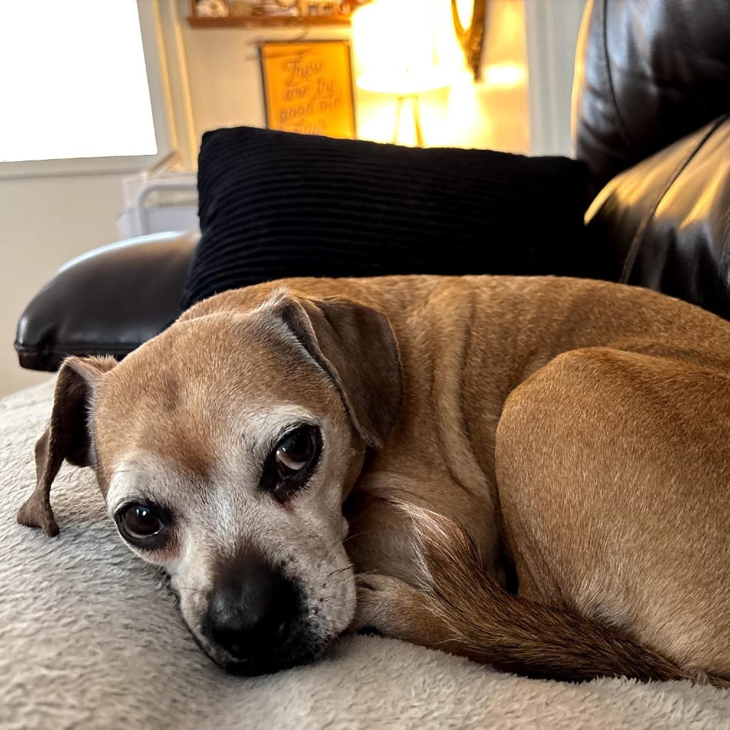 Enlarge Mookie, a Adoptable mixed breed in Saratoga Springs, NY image 6/6