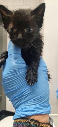 Enlarge Blue Band, a Adoptable mixed breed in Gastonia, NC image 1/1