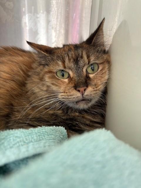 Enlarge LILLY, a Adoptable Domestic Short Hair in Brighton, CO image 1/1