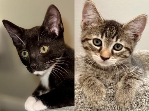 Sailor (F) & Reign (M), Adoptable, Young Female American Shorthair.