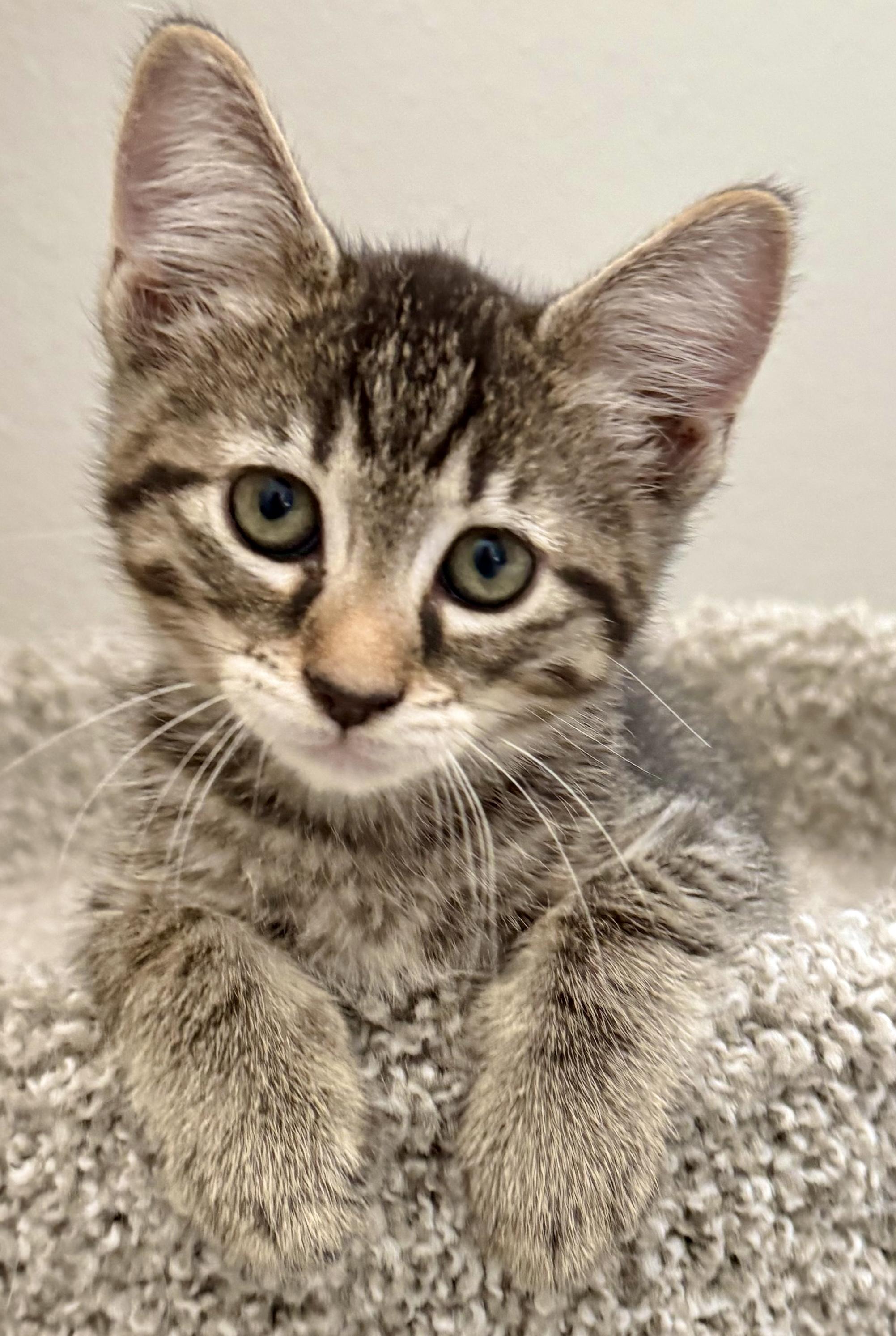 Sailor (F) & Reign (M), a Adoptable American Shorthair in Los Angeles, CA image 4/5