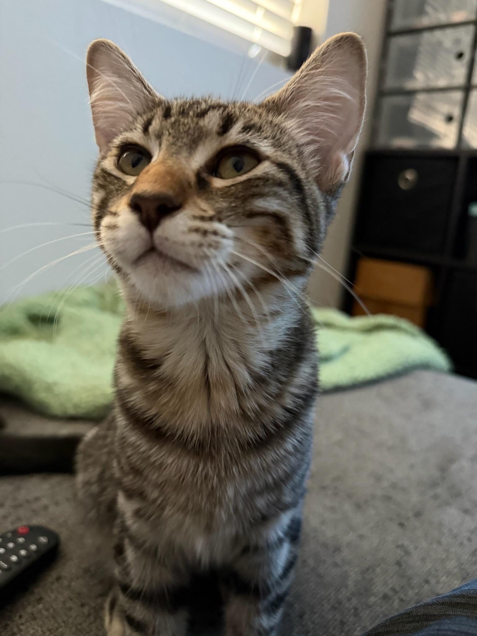 Sailor (F) & Reign (M), a Adoptable American Shorthair in Los Angeles, CA image 3/5