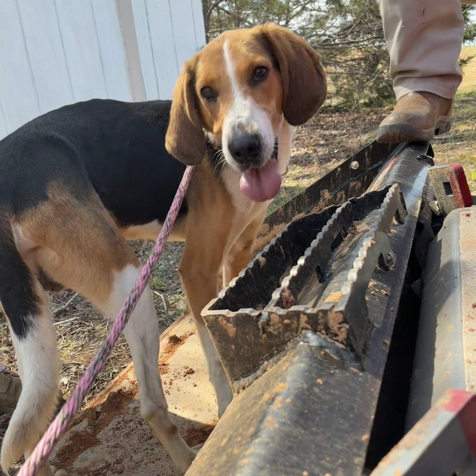 Enlarge Bingo, a ADOPTABLE Black and Tan Coonhound in Cumberland , VA image 4/5