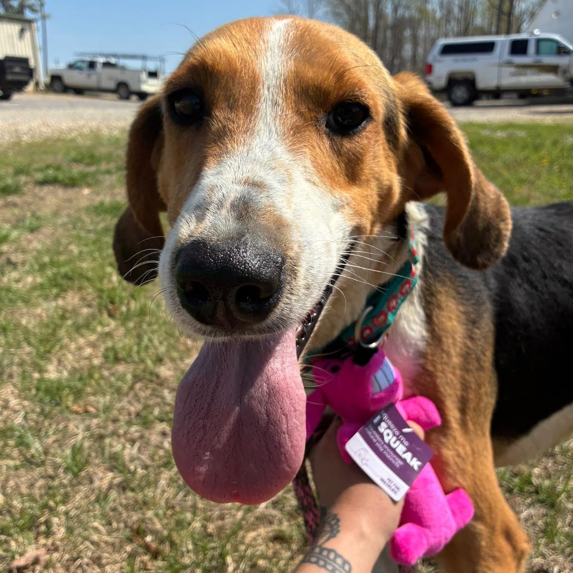 Enlarge Bingo, a ADOPTABLE Black and Tan Coonhound in Cumberland , VA image 1/5