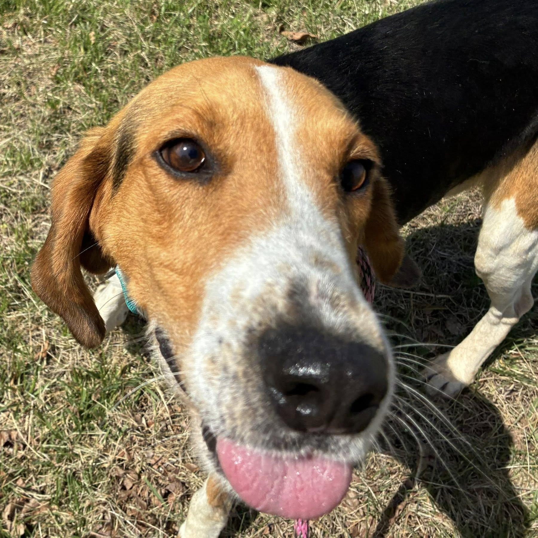 Enlarge Bingo, a ADOPTABLE Black and Tan Coonhound in Cumberland , VA image 3/5