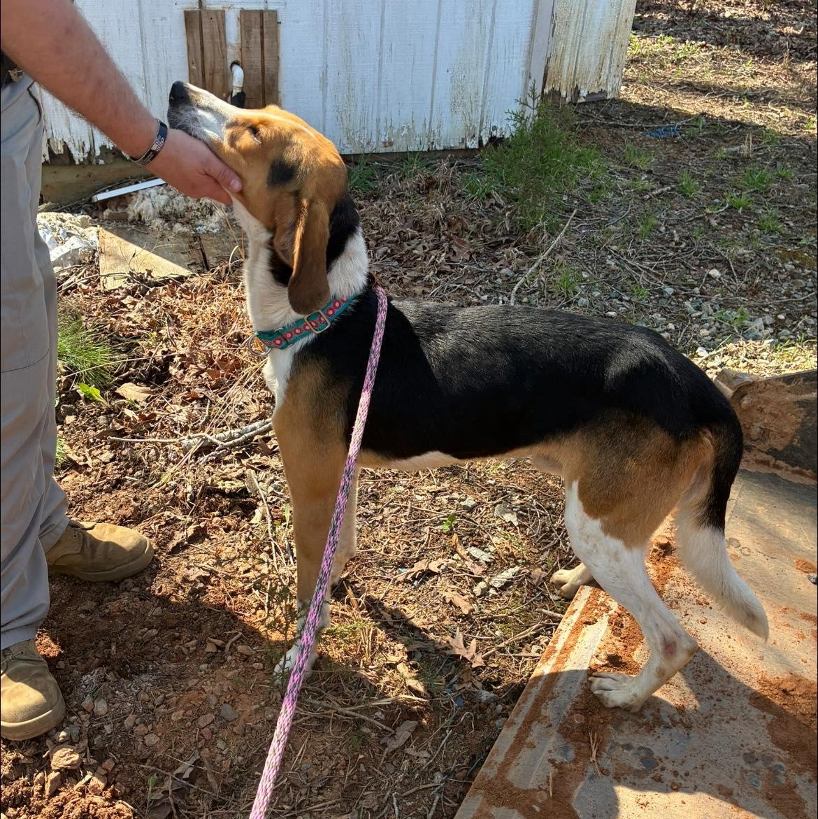 Enlarge Bingo, a ADOPTABLE Black and Tan Coonhound in Cumberland , VA image 5/5