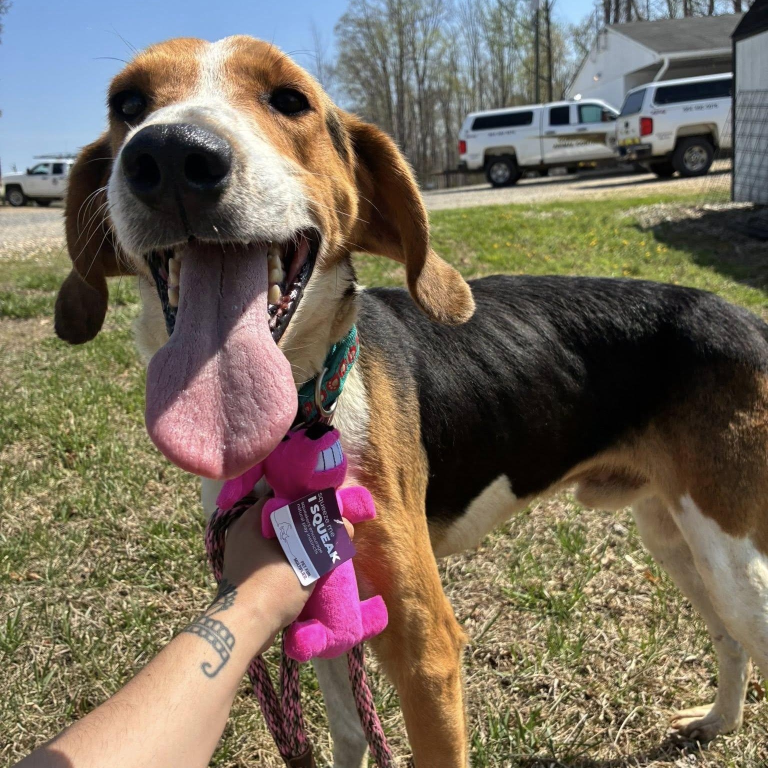 Enlarge Bingo, a ADOPTABLE Black and Tan Coonhound in Cumberland , VA image 2/5