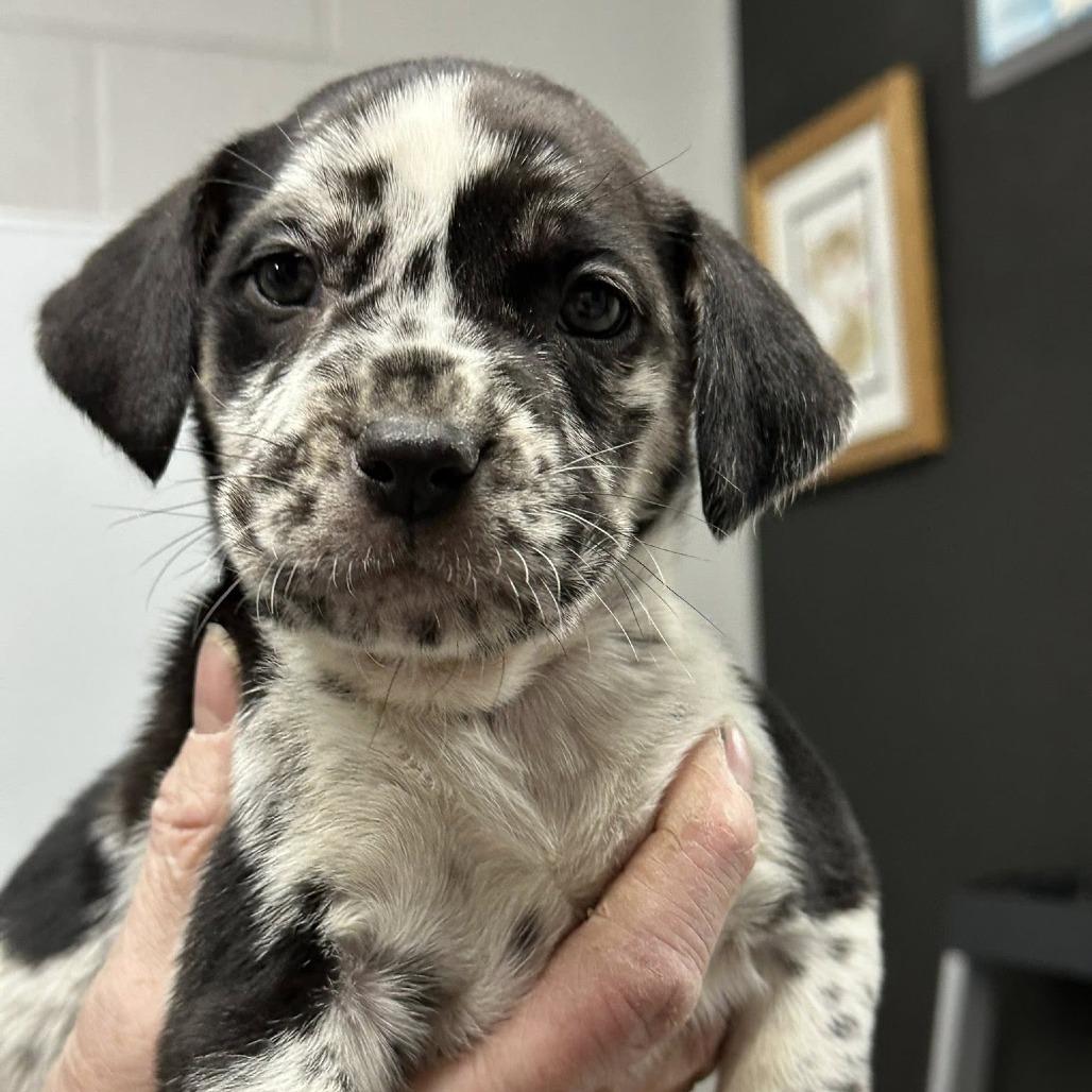 Enlarge Latte, a Adoptable Catahoula Leopard Dog in Coos Bay, OR image 2/2
