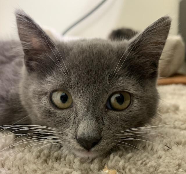 Enlarge Christian Grey, a ADOPTABLE mixed breed in Pasco, WA image 1/5