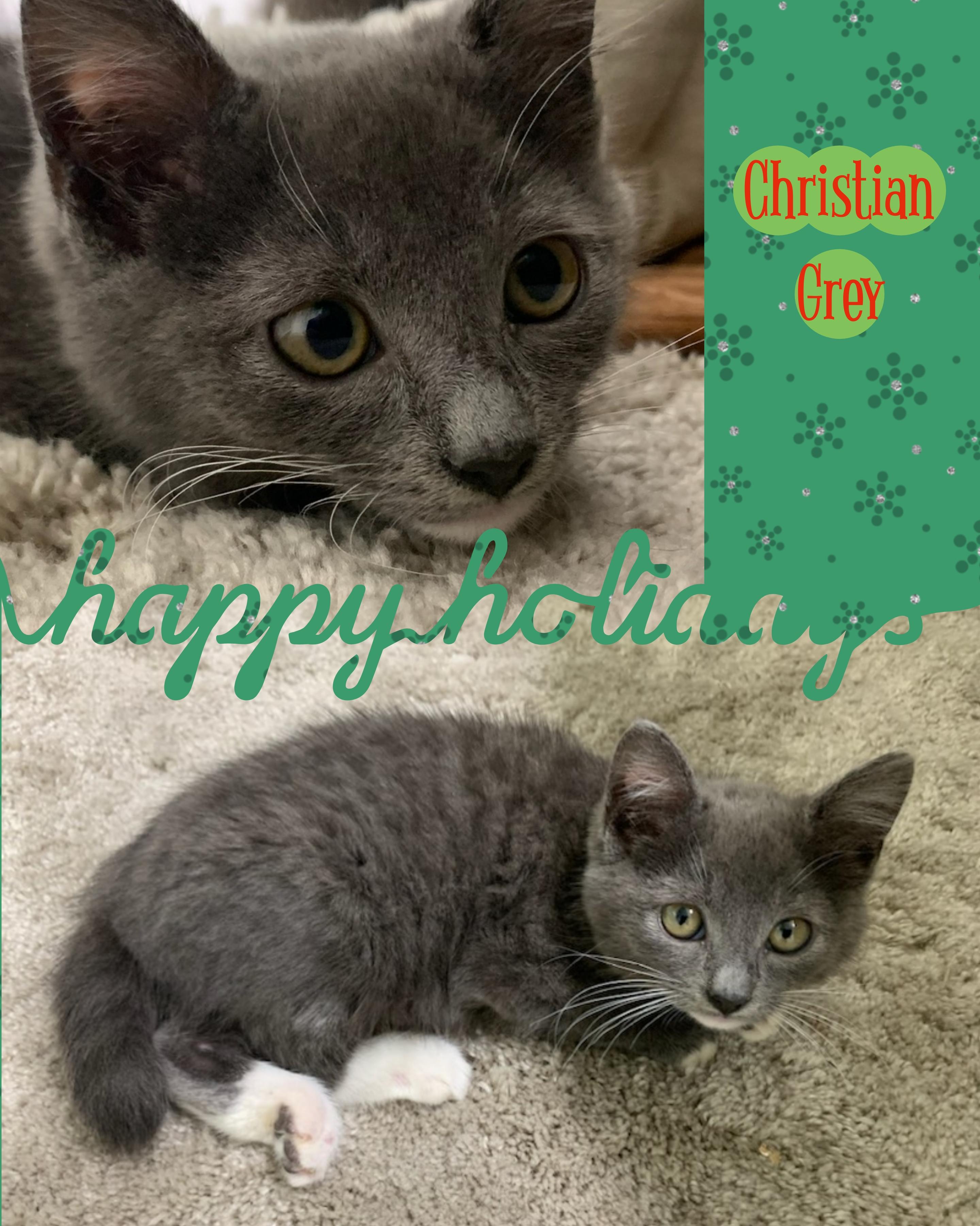 Enlarge Christian Grey, a ADOPTABLE mixed breed in Pasco, WA image 2/5