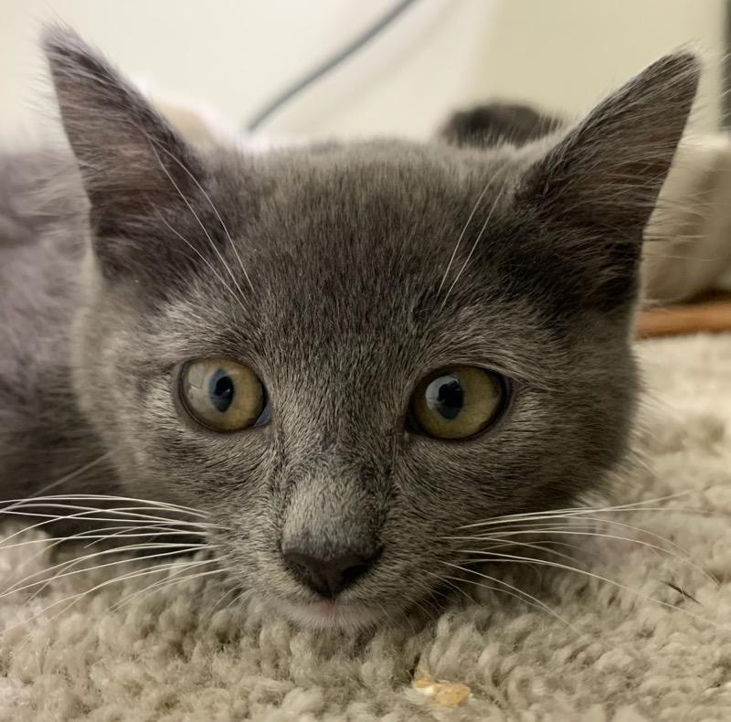 Enlarge Christian Grey, a ADOPTABLE mixed breed in Pasco, WA image 3/5