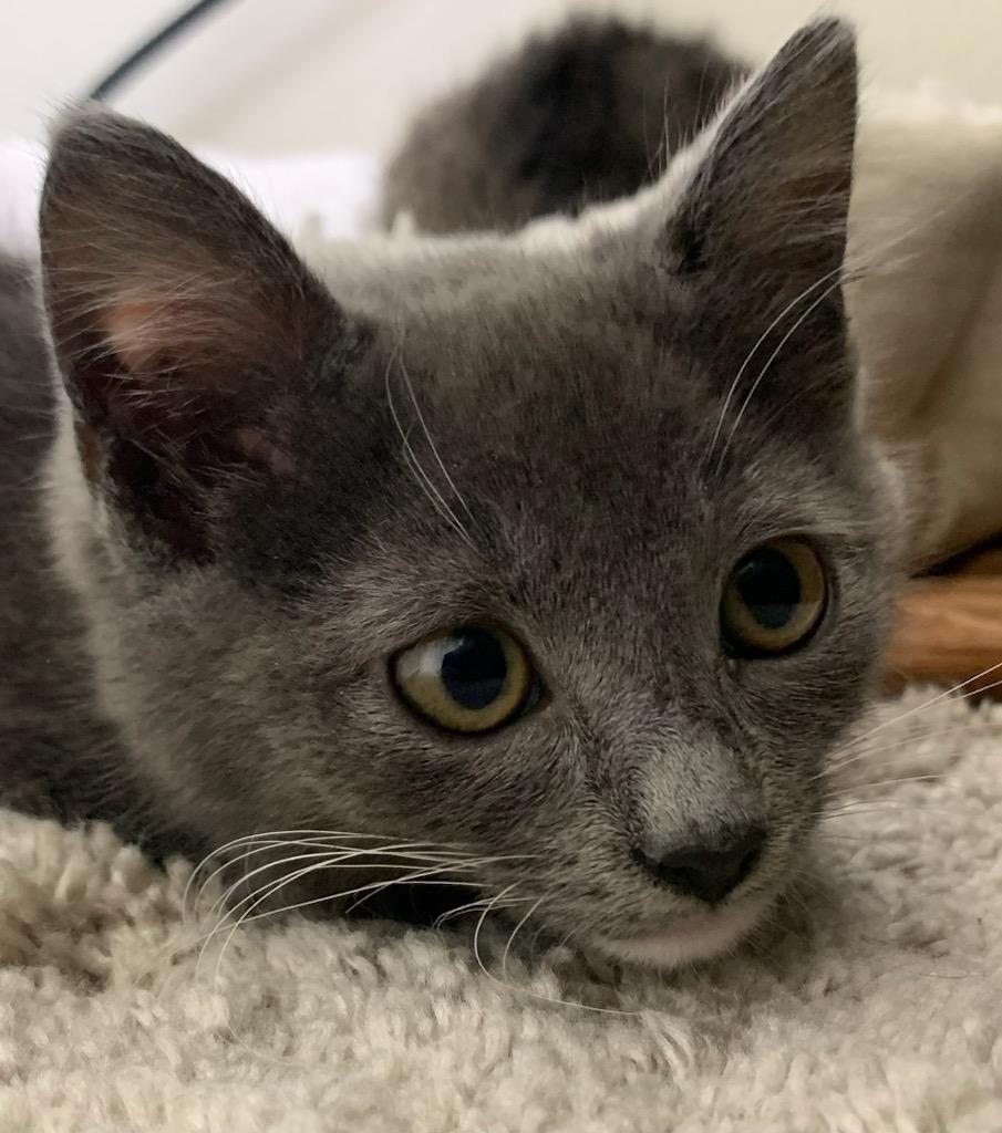 Enlarge Christian Grey, a ADOPTABLE mixed breed in Pasco, WA image 4/5