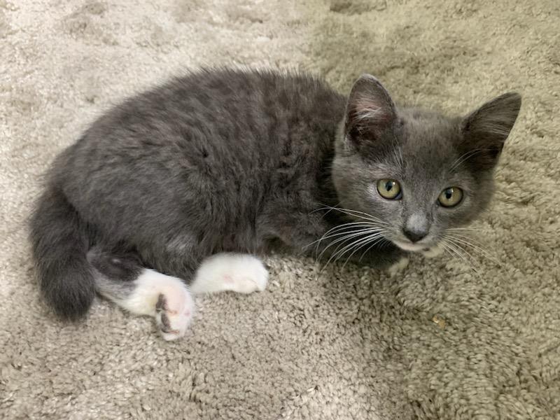 Enlarge Christian Grey, a ADOPTABLE mixed breed in Pasco, WA image 5/5