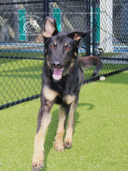 KING, Adoptable, Young Male German Shepherd Dog & Mixed Breed.
