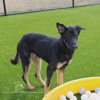 Enlarge KING, a Adoptable mixed breed in Kenansville, NC image 2/3