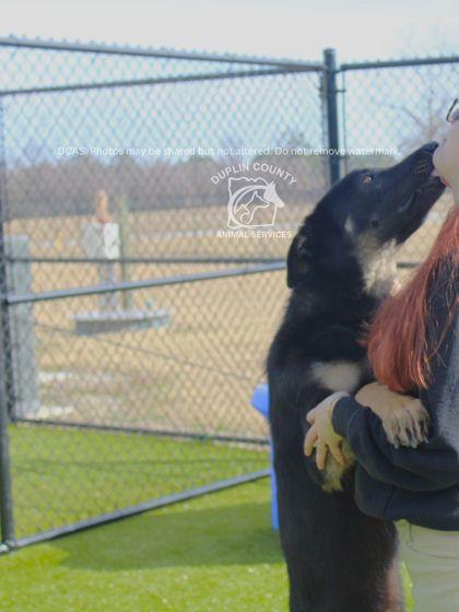 Enlarge KING, a Adoptable mixed breed in Kenansville, NC image 3/3