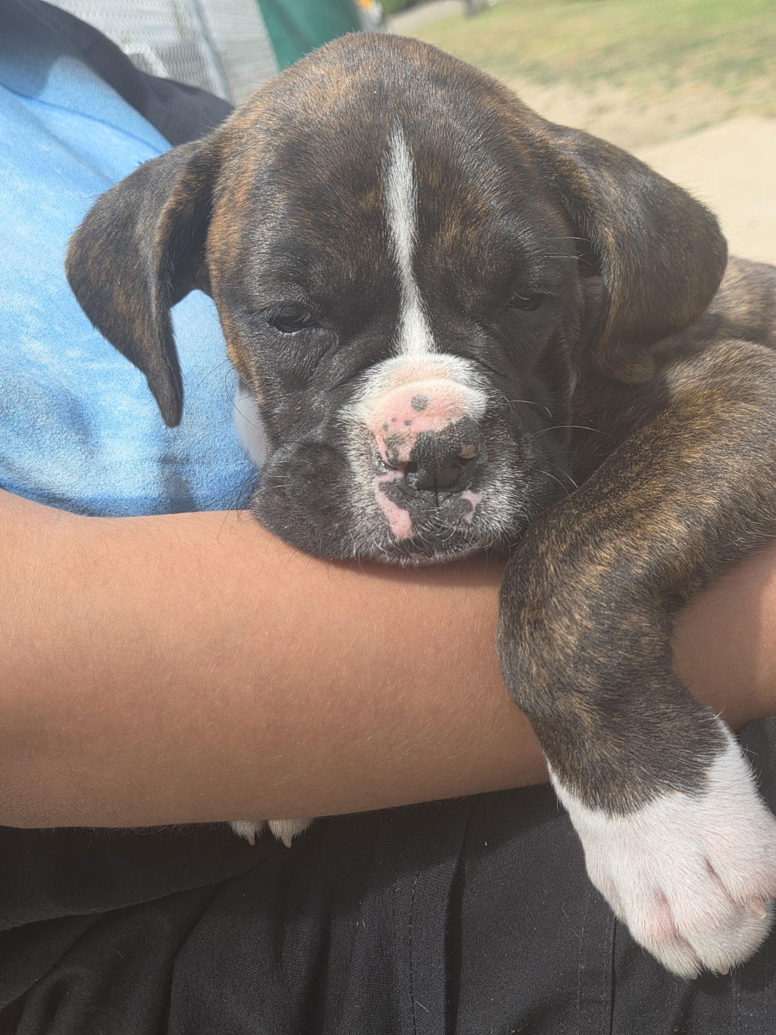 Cece, Adopted, Young Female Boxer.