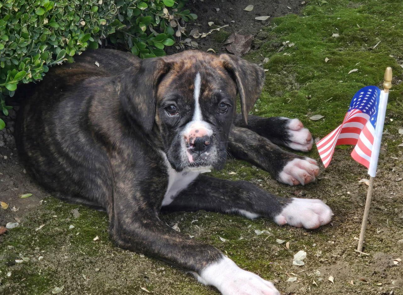 Enlarge Cece, a Adopted Boxer in Stanwood, WA image 2/2