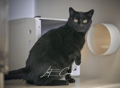 Sabrina, Adoptable, Adult Female Domestic Short Hair & Domestic Short Hair.