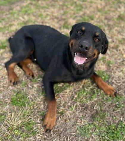Sweetie, Adoptable, Adult Female Rottweiler & Mixed Breed.