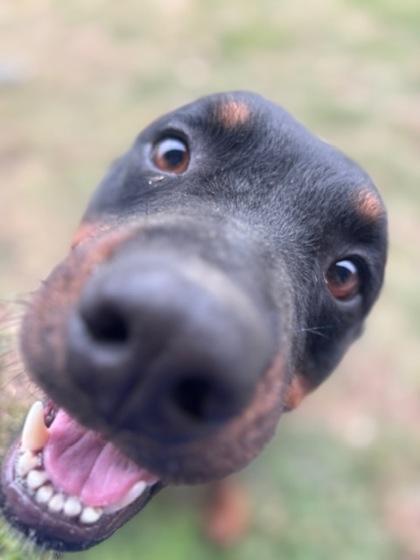 Sweetie, a Adoptable mixed breed in Violet, LA image 2/3