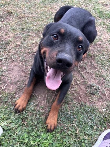 Sweetie, a Adoptable mixed breed in Violet, LA image 3/3