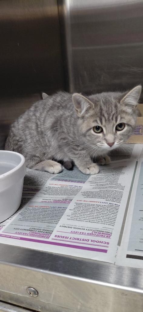 Snowella thumbnail 2