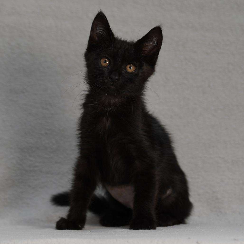 Taylor (yellow), a Adoptable Domestic Short Hair in Sunnyvale, CA image 1/3