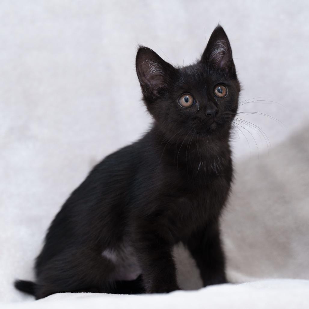 Taylor (yellow), a Adoptable Domestic Short Hair in Sunnyvale, CA image 2/3