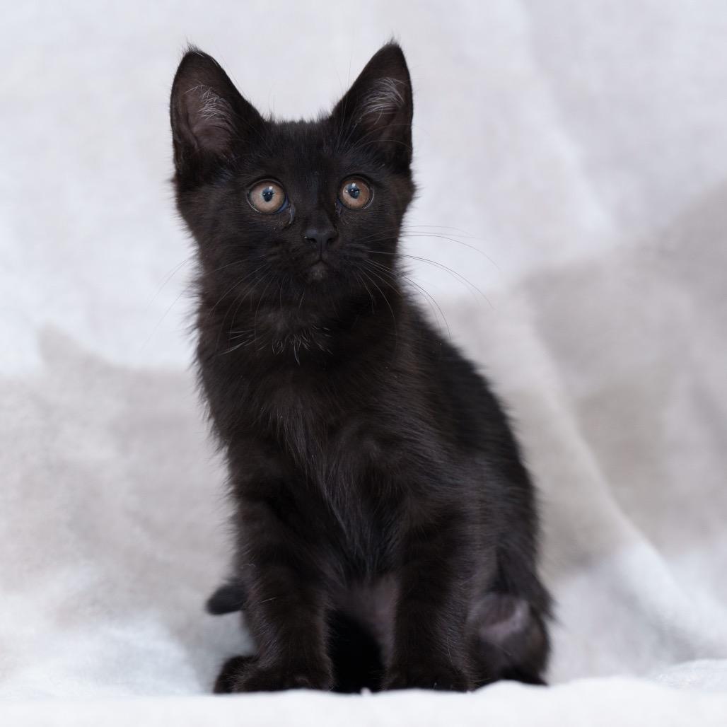 Taylor (yellow), a Adoptable Domestic Short Hair in Sunnyvale, CA image 3/3