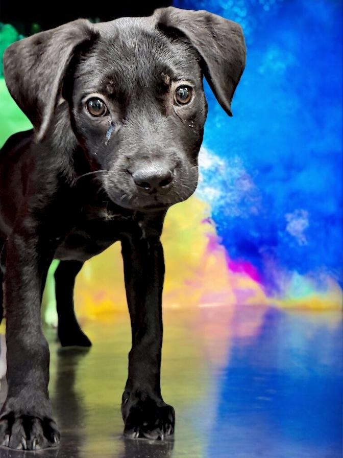 Pacino, Adoptable, Puppy Male Black Labrador Retriever.