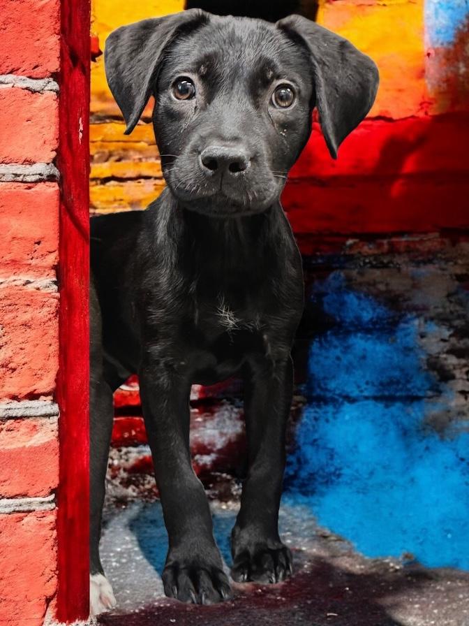 Pacino, a Adoptable mixed breed in Troy, AL image 2/4