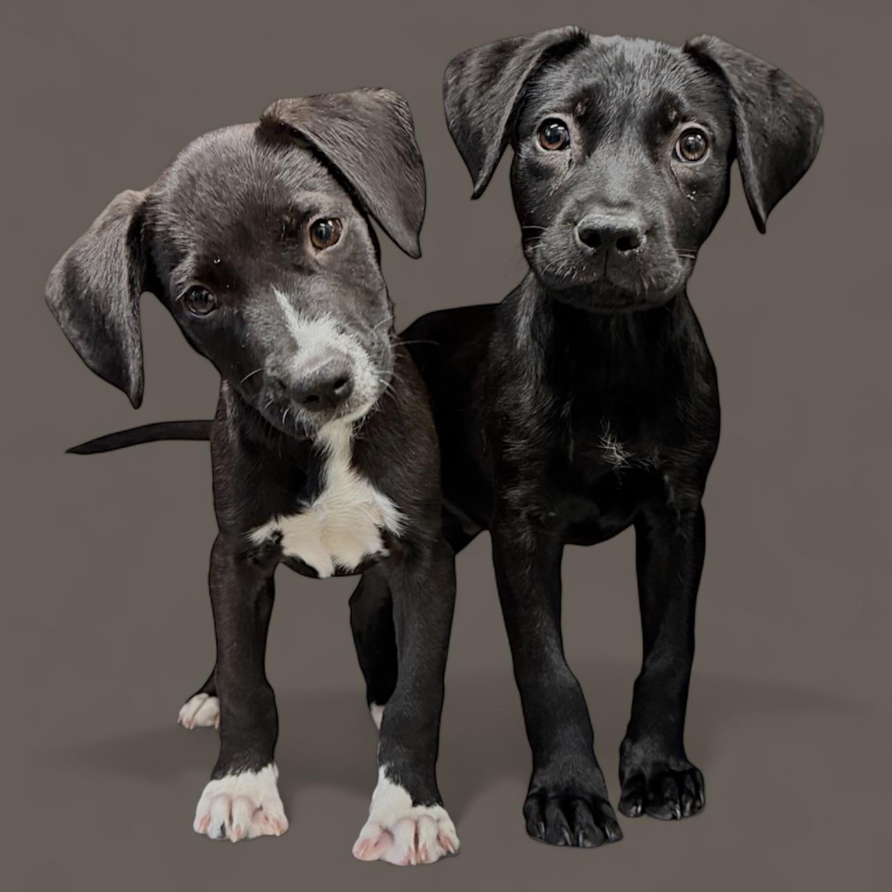 Pacino, a Adoptable mixed breed in Troy, AL image 3/4