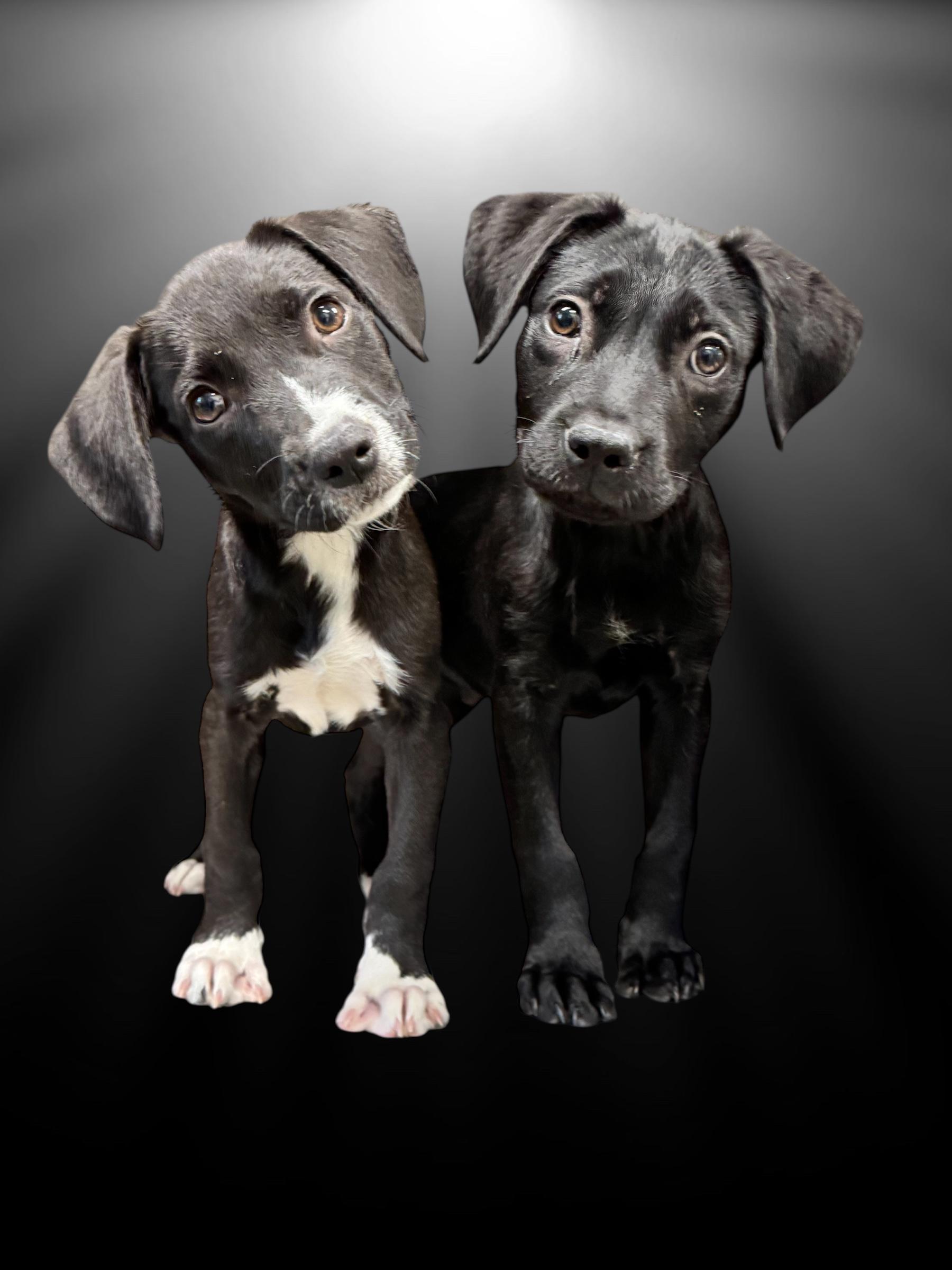 Pacino, a Adoptable mixed breed in Troy, AL image 4/4