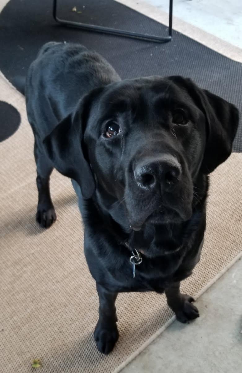 Enlarge Kane, a Adopted Black Labrador Retriever in Farmington , MI image 1/5