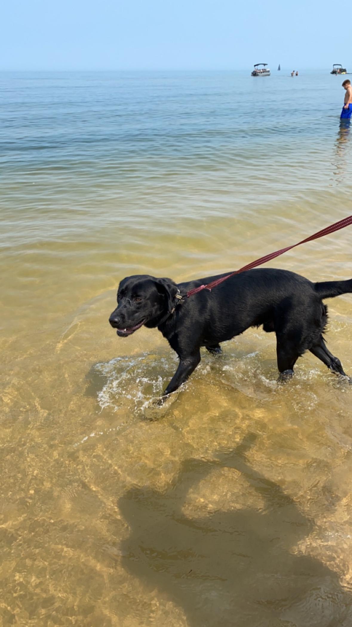 Enlarge Kane, a Adopted Black Labrador Retriever in Farmington , MI image 2/5