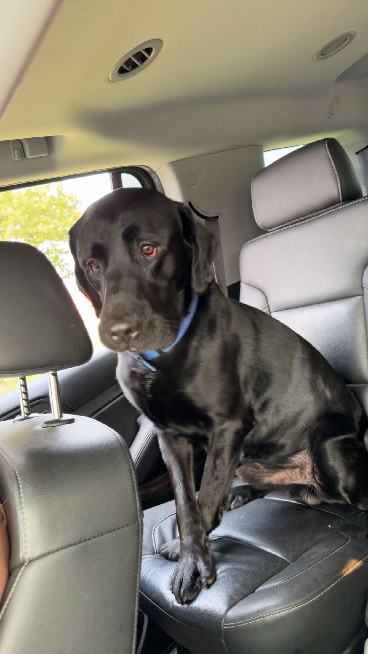 Enlarge Kane, a Adopted Black Labrador Retriever in Farmington , MI image 3/5