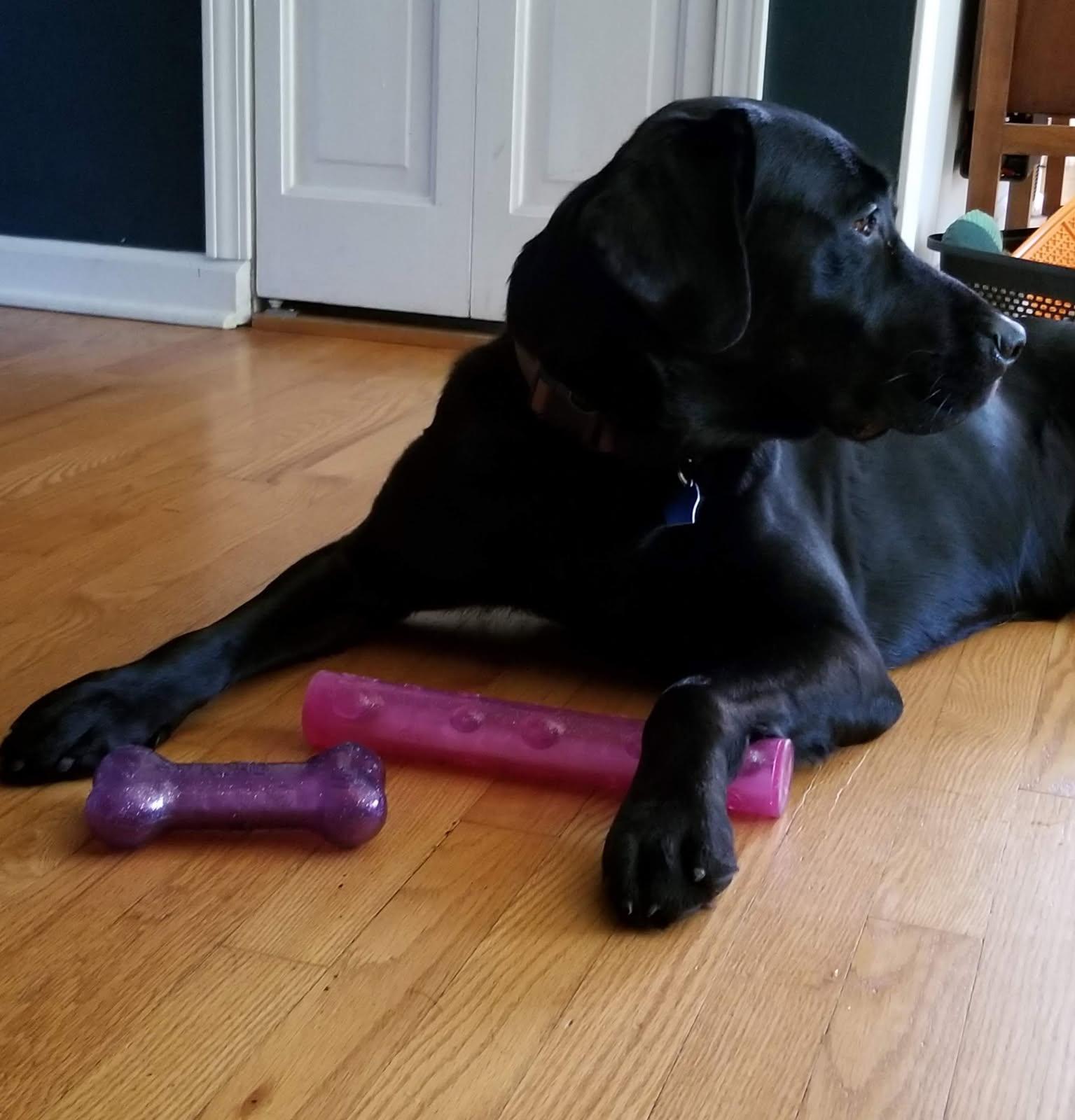 Enlarge Kane, a Adopted Black Labrador Retriever in Farmington , MI image 4/5