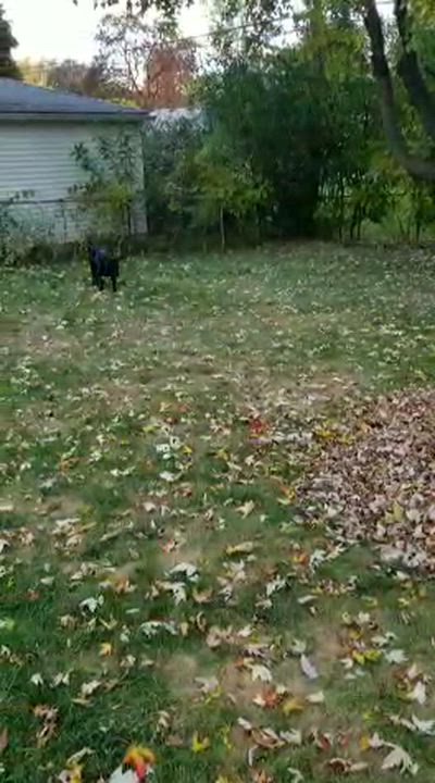 Enlarge Kane, a Adopted Black Labrador Retriever in Farmington , MI video 5/5