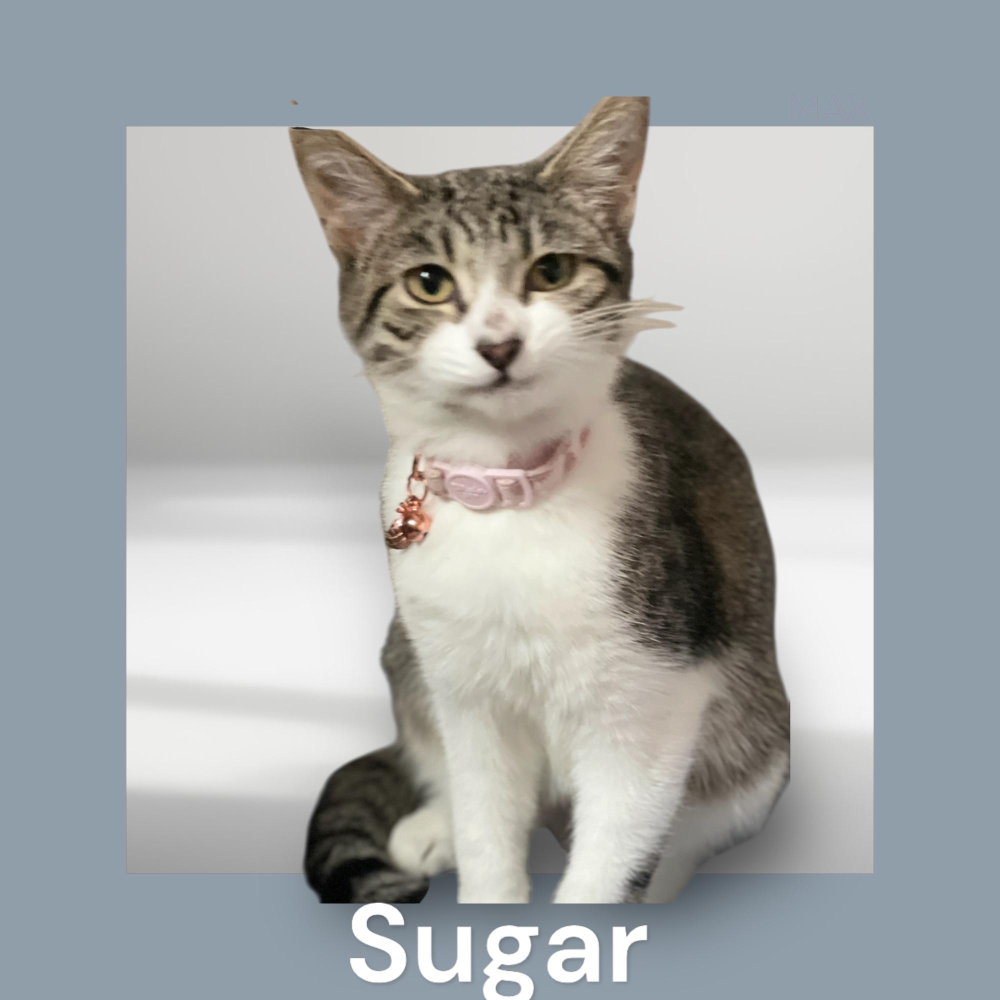 Enlarge Sugar, a ADOPTABLE Domestic Short Hair in Woodbridge, VA image 1/2