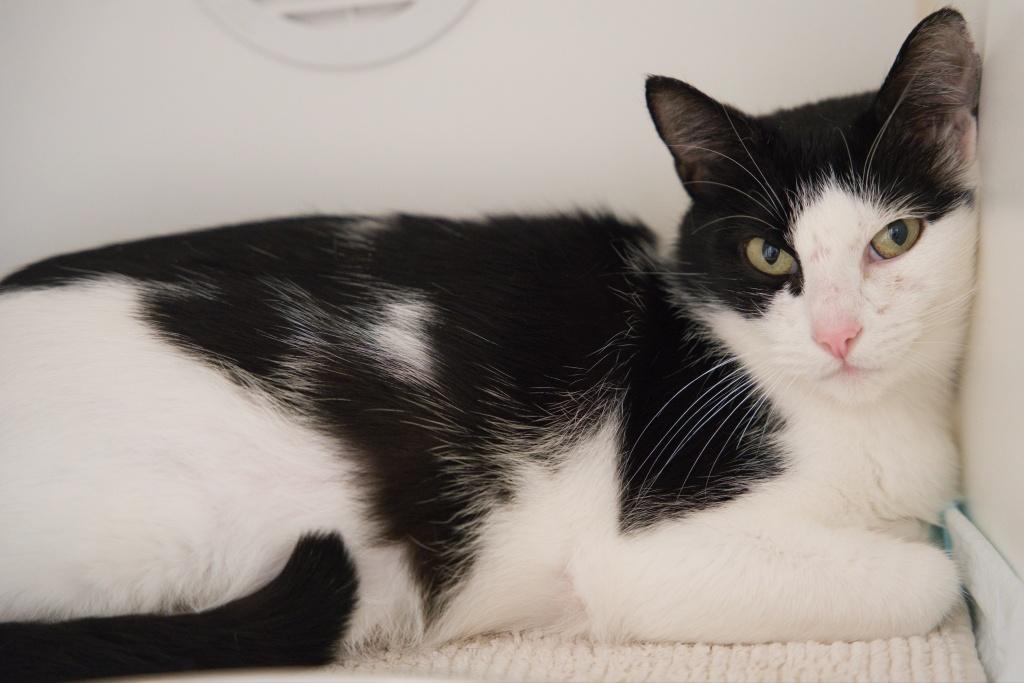 Queen Elizabeth, an adopted mixed breed in Bellingham, WA image 1/2