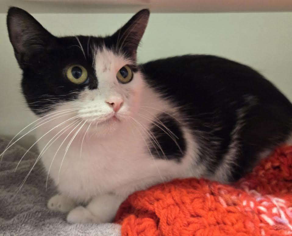 Queen Elizabeth, an adopted mixed breed in Bellingham, WA image 2/2