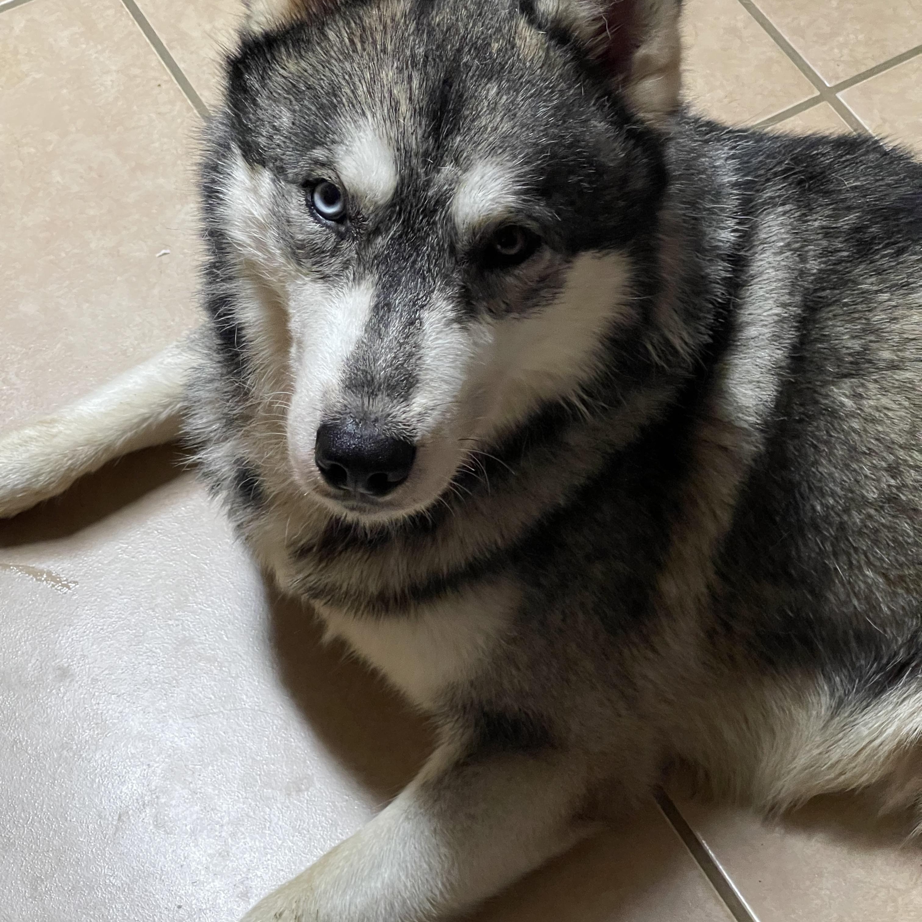 Enlarge Alaska Harris, a Adoptable mixed breed in Grove city, OH image 2/6